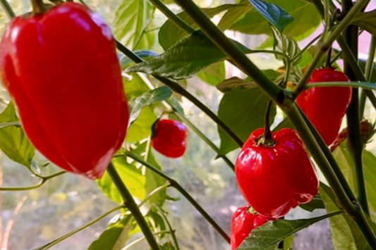 250mg Seeds Habanero Caribbean Red Hot Pepper | Heirloom Pepper for Planting | Extra Spicy | Compact Plant | Perfect for Salsas & Sauces