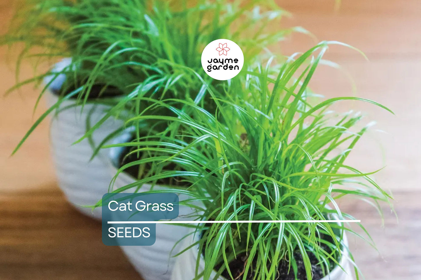 Cat Grass Seeds - Heirloom, Non-GMO, Fast-Growing, Safe for Cats, USDA Zones 3-9, Free Shipping