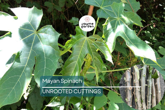 Chaya Tree Cuttings - 3 Live 6-8 Inch Stems, Cnidoscolus aconitifolius, Mayan Spinach, Tropical Edible Plant, Fast Growing
