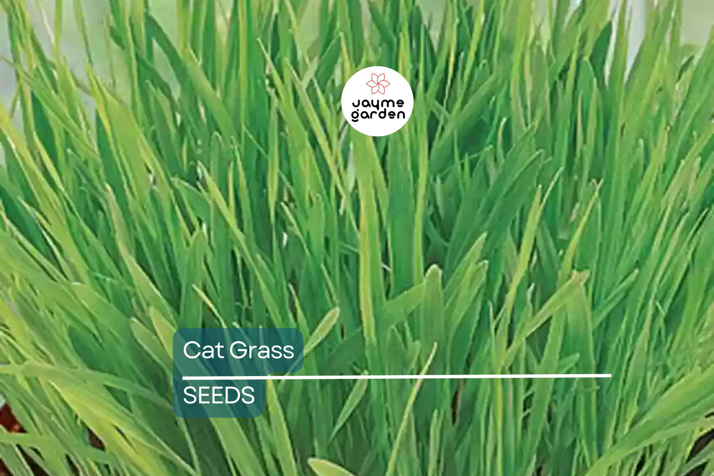 Cat Grass Seeds - Heirloom, Non-GMO, Fast-Growing, Safe for Cats, USDA Zones 3-9, Free Shipping