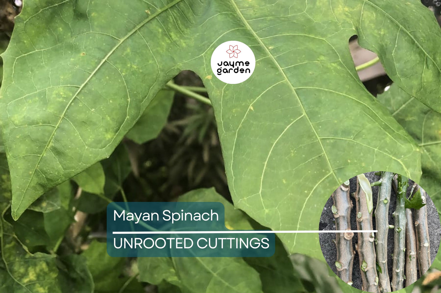 Chaya Tree Cuttings - 3 Live 6-8 Inch Stems, Cnidoscolus aconitifolius, Mayan Spinach, Tropical Edible Plant, Fast Growing
