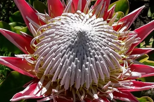 5 King Protea Cynaroides Seeds - Giant 12" Flowers, Rare Exotic Garden Plant