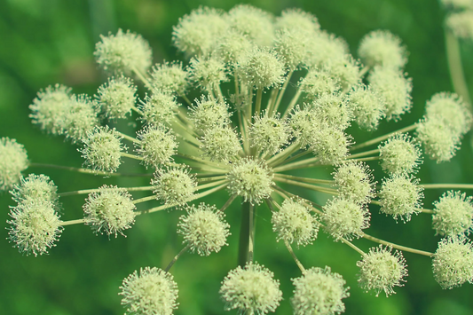 Anise Herb Seeds for Planting (250mg) - Aromatic & Edible Heirloom Seeds - Grow for Tea, Baking, or Culinary Dishes