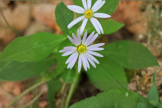 100 Crooked Stem Aster Seeds – Symphyotrichum prenanthoides – Native Wildflower