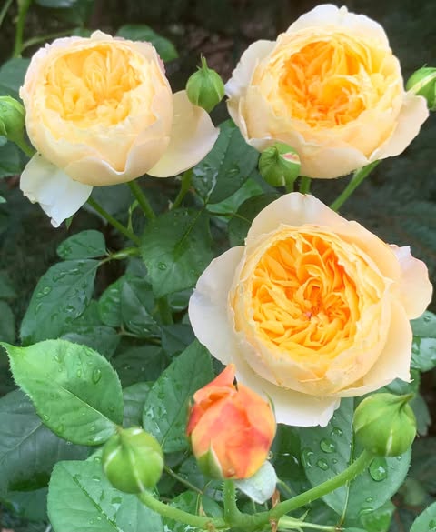 Chirp Chinese Garden Shrub Rose Cuttings (3) – Rare Pink Shrub Rose | Rosa ‘Chirp’ | Unrooted Cuttings for Rooting or Grafting