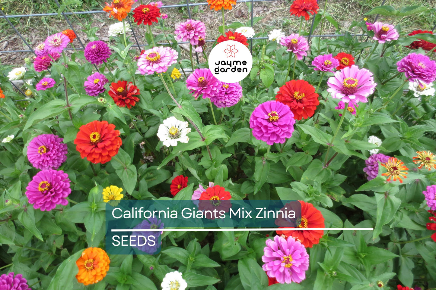 California Giants Mix Zinnia Seeds - Non-GMO, 5in Blooms, Tall Cut Flowers, Attracts Pollinators, USDA Zones 1-10, Free Shipping