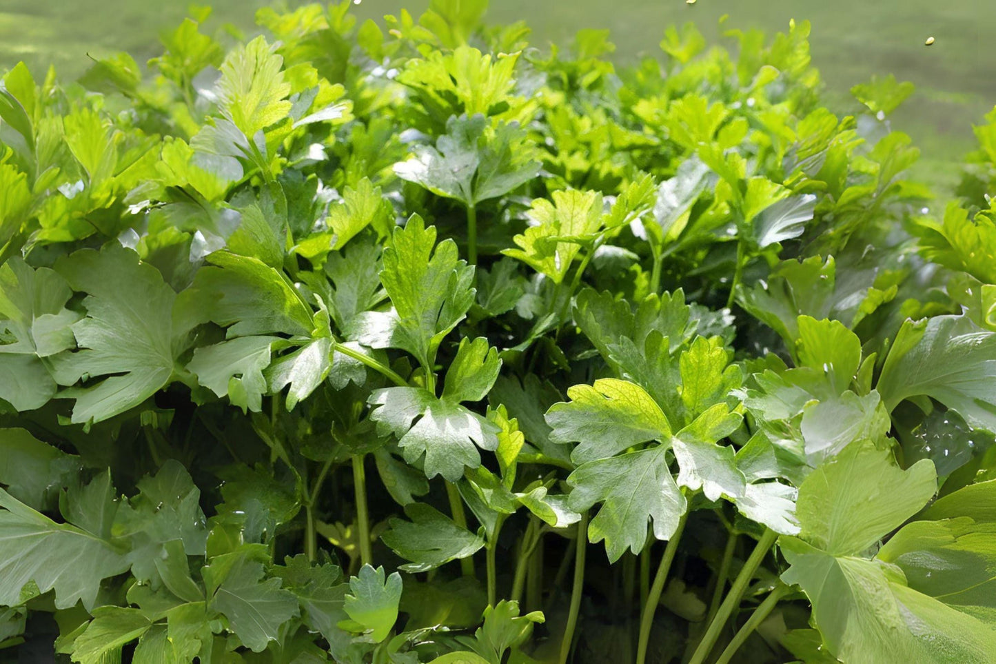 Cilantro Leisure Coriander Seeds: Fast-Growing Heirloom Herb