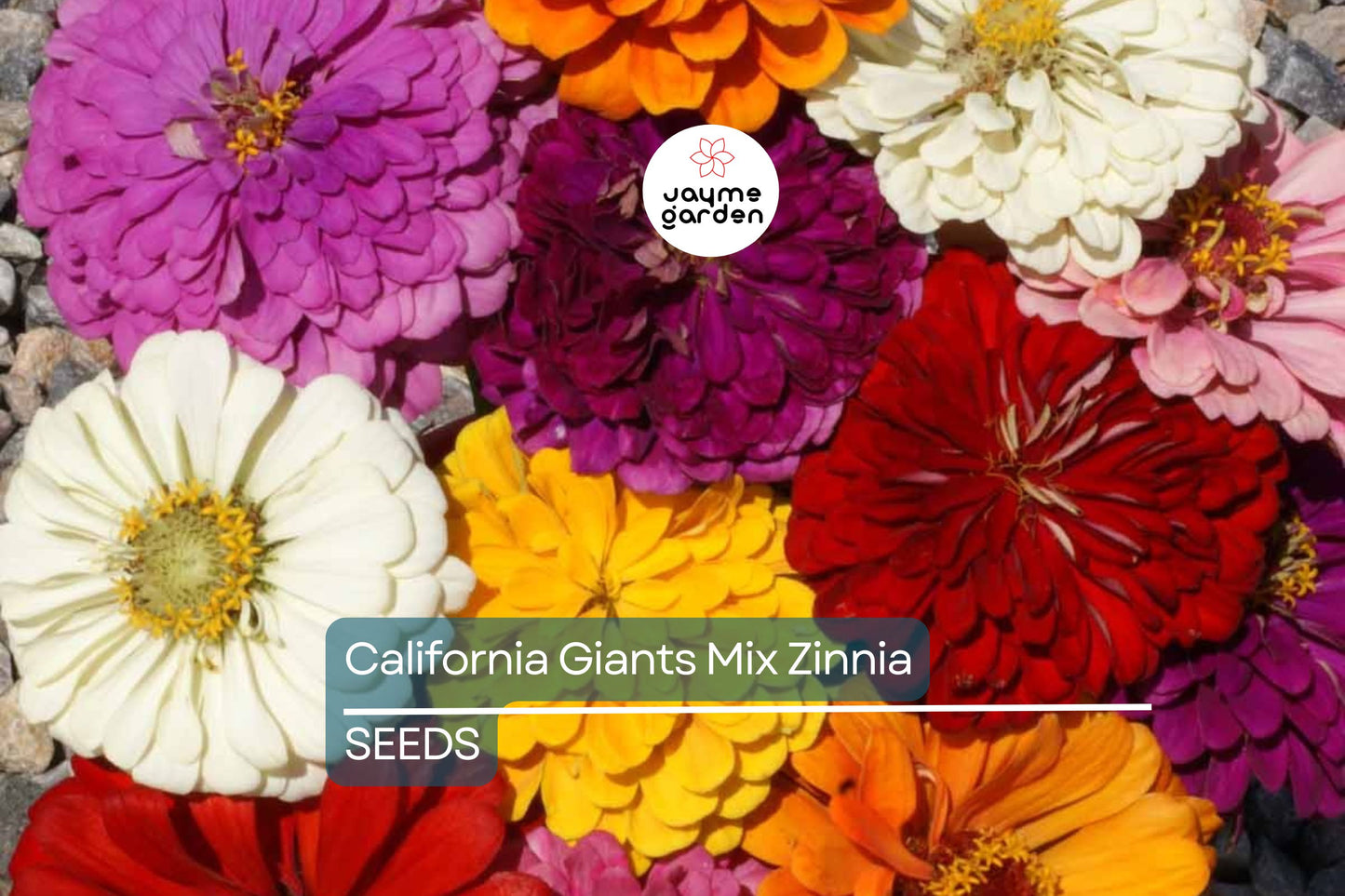 California Giants Mix Zinnia Seeds - Non-GMO, 5in Blooms, Tall Cut Flowers, Attracts Pollinators, USDA Zones 1-10, Free Shipping