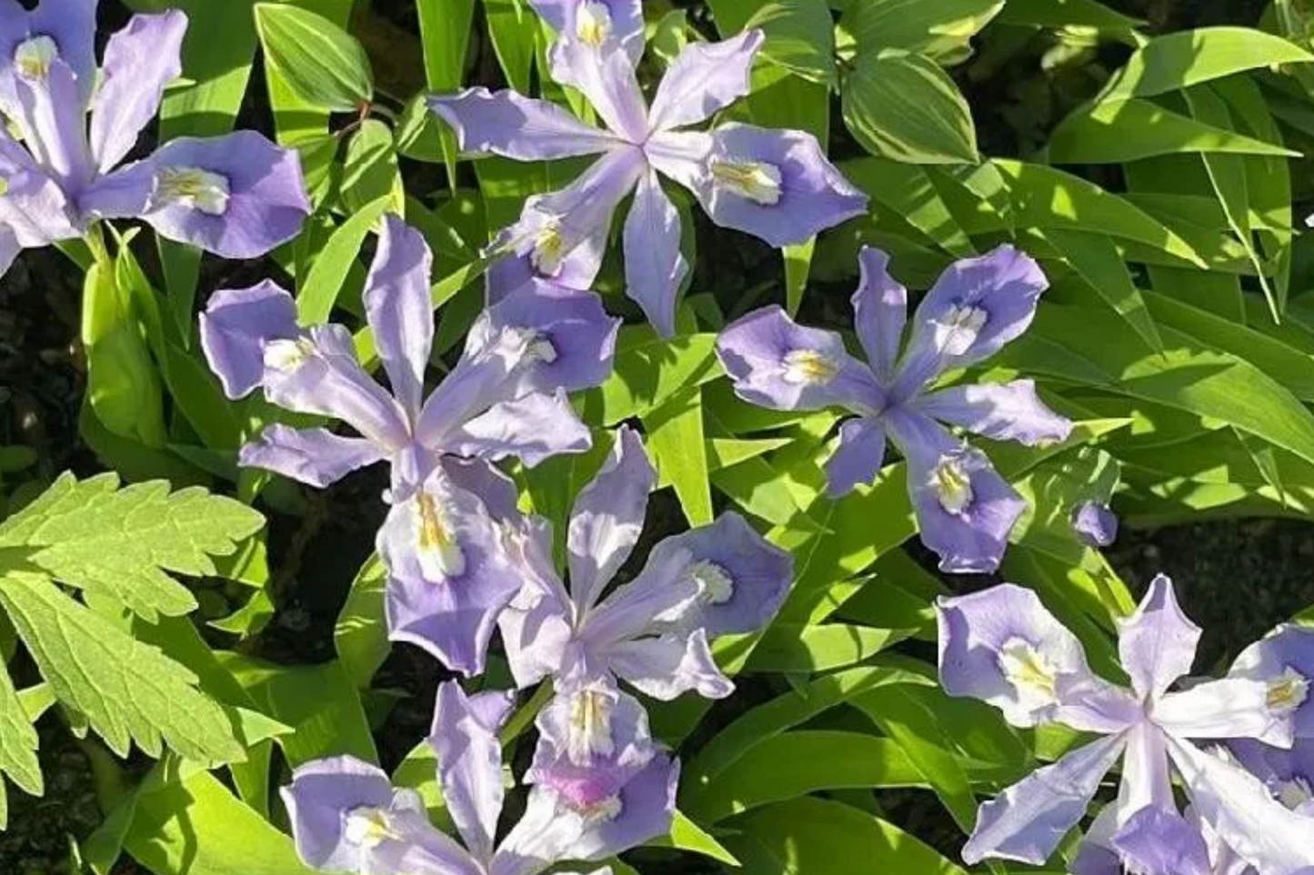 5 Crested Dwarf Iris Bare Root Plants - Organic Wildflower, Shade Perennial, Easy to Grow