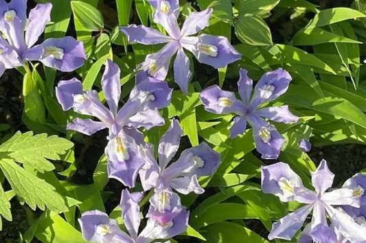 5 Crested Dwarf Iris Bare Root Plants - Organic Wildflower, Shade Perennial, Easy to Grow