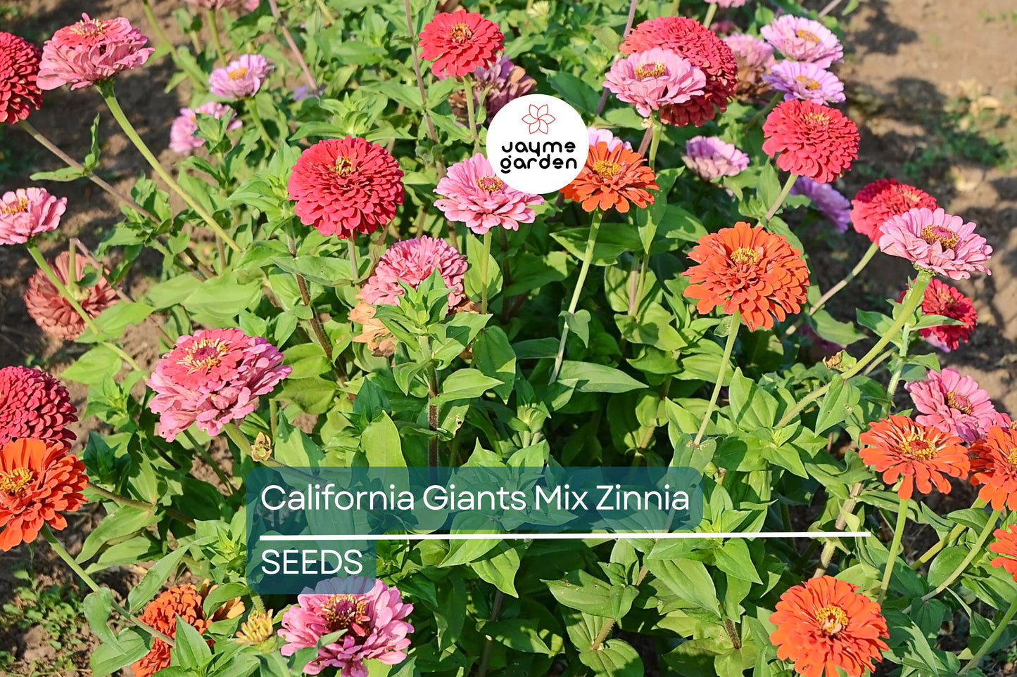 California Giants Mix Zinnia Seeds - Non-GMO, 5in Blooms, Tall Cut Flowers, Attracts Pollinators, USDA Zones 1-10, Free Shipping