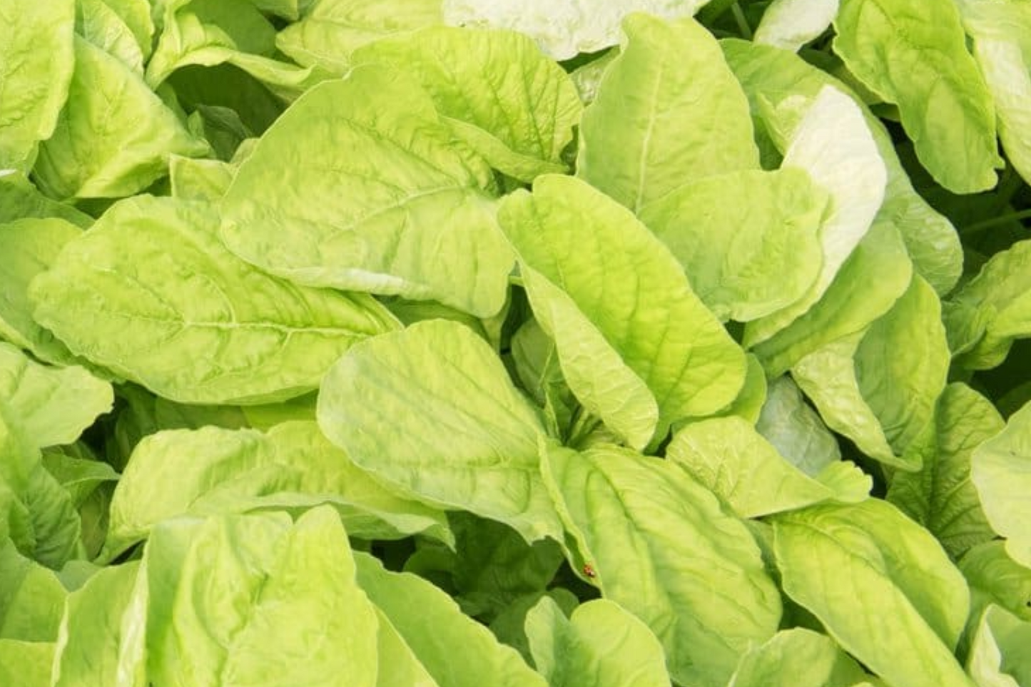 500 Seeds Edible Amaranth White (Light Green) | Nutritious Vegetable Seeds for Planting | Fast Growin Heat & Drought Tolerant Leafy Callaloo