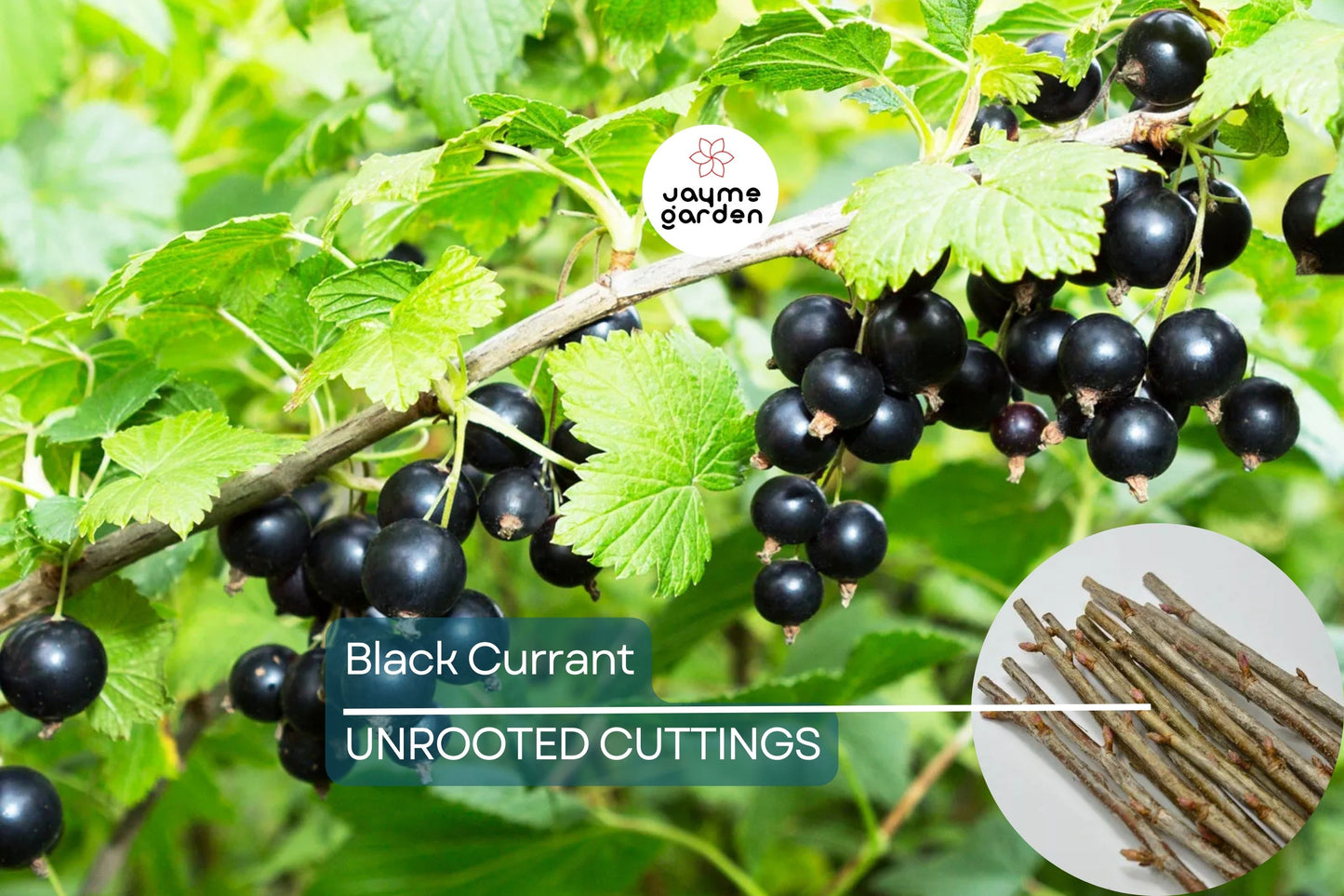 Black Currant Cuttings - 12 Live 10" Stems, Ribes nigrum, Fruit Bush Propagation