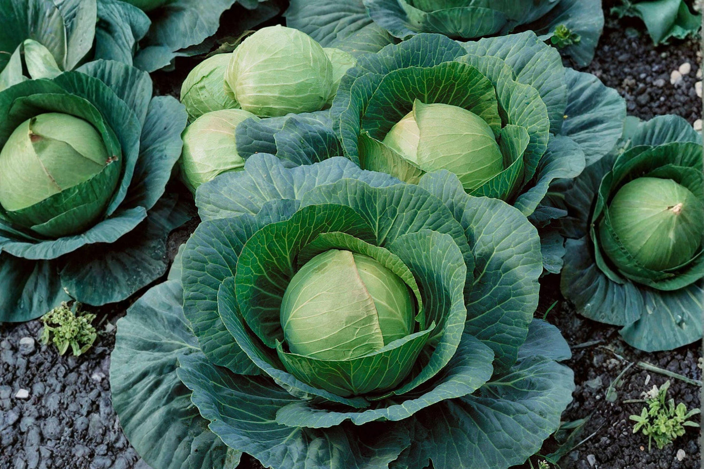 Heirloom Danish Ballhead Cabbage Seeds: Non-GMO, 1 gram
