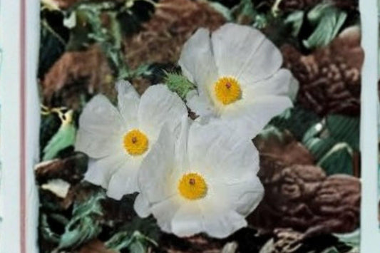 15 Seeds Argemone polyanthemos — Prickly Poppy, Drought-Tolerant Native Wildflower for Dry Soils & Full Sun