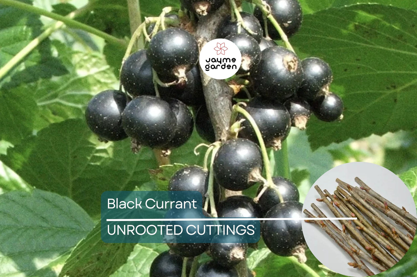 Black Currant Cuttings - 12 Live 10" Stems, Ribes nigrum, Fruit Bush Propagation