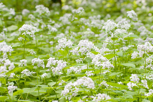 50+ Money Plant Seeds (Lunaria Biennis) - Biennial Garden Flower -