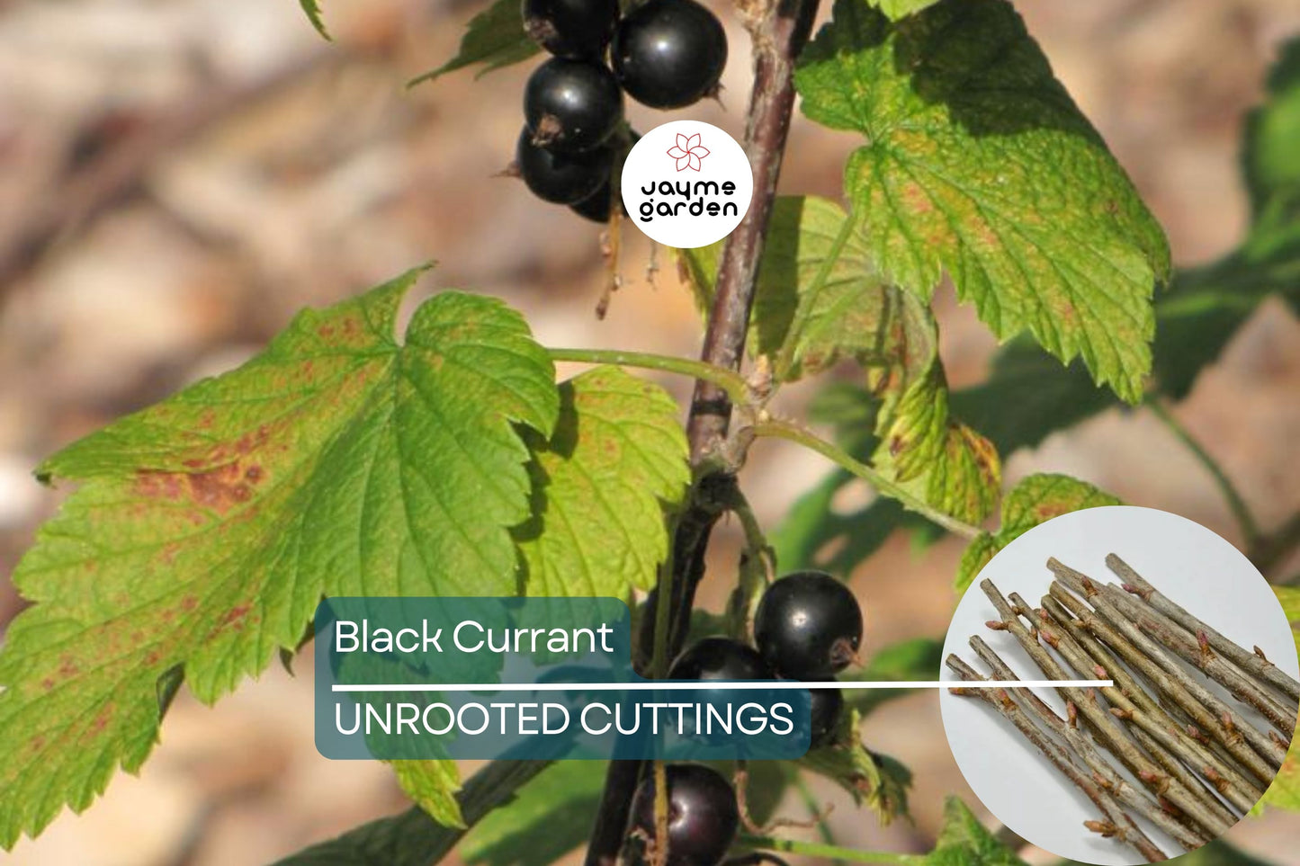 Black Currant Cuttings - 12 Live 10" Stems, Ribes nigrum, Fruit Bush Propagation
