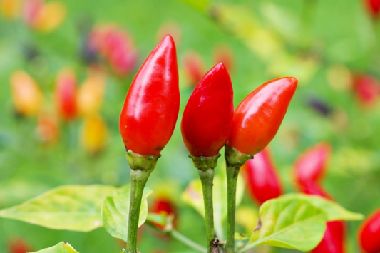 50+ Pequin Chili Pepper Seeds - 24" Hot Piquin Bird Pepper - NON-GMO USA