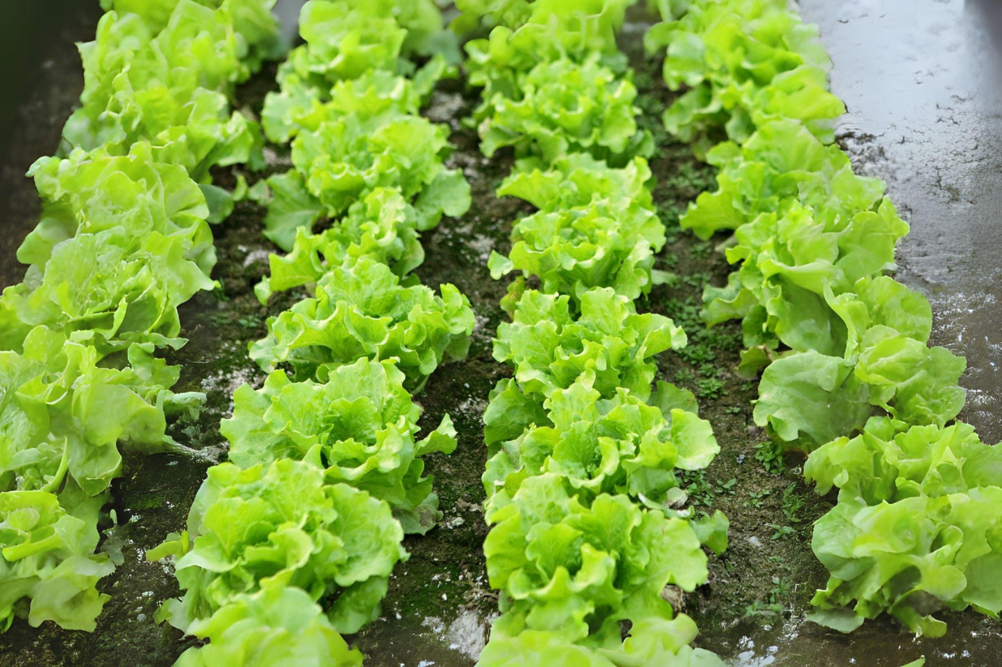 Black Seeded Simpson Lettuce Seeds: Heirloom Leafy Greens - 700 Seeds