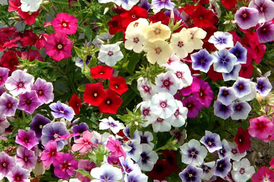 50+ Twinkle Mix Phlox Seeds - 10" Star-Shaped Flowers, Annual USA Seller