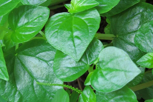 200+ Peperomia Pellucida Seeds - 6" Fresh USA Seller - Rau Cang Cua Krasang Teap