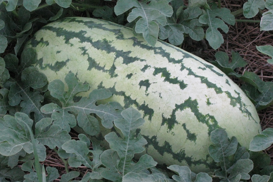Giant Jubilee Watermelon Seeds - Heirloom, Non-GMO, 25-40 lb Fruits, Sweet Red Flesh, High Yield, Fresh Garden Seeds, 5 Seeds per Pack