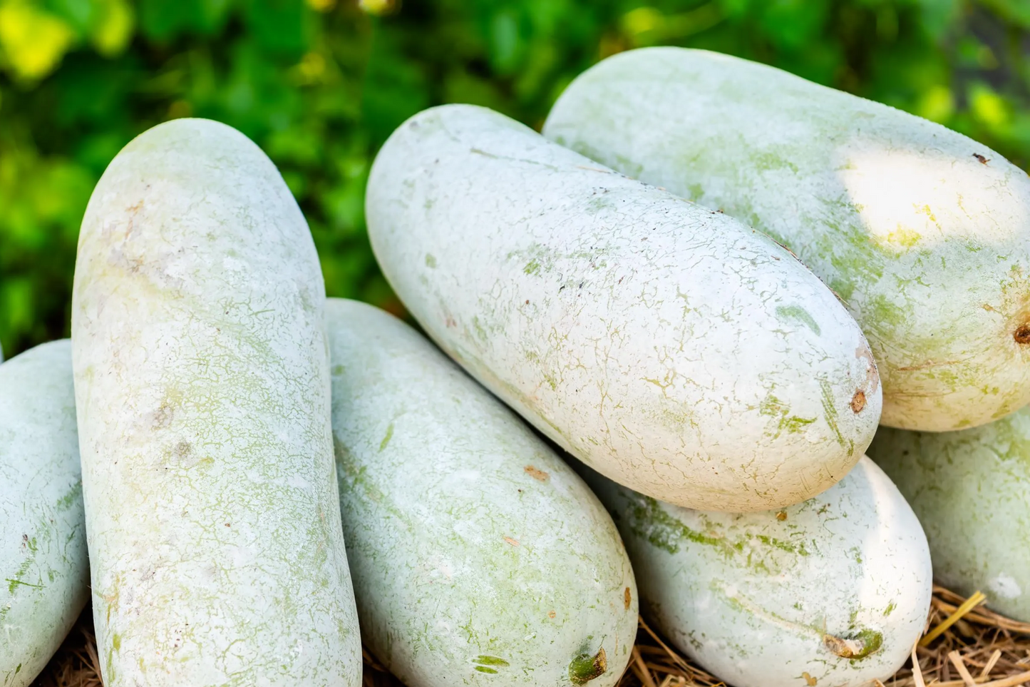 20 Wax Gourd Seeds - Fuzzy Winter Melon, Benincasa hispida, Oblong Shape, Long Storage, Heirloom, , USA Seller!