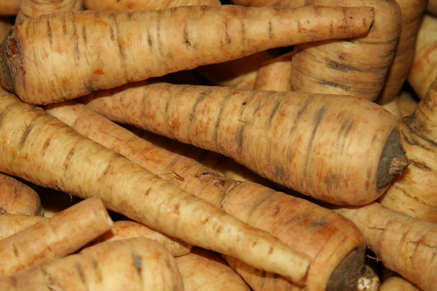 500 All American Parsnip Seeds - Heirloom, Non-GMO, Sweet, Nutty Flavor, 10-12" Roots, Winter Harvest, USA Seller, !