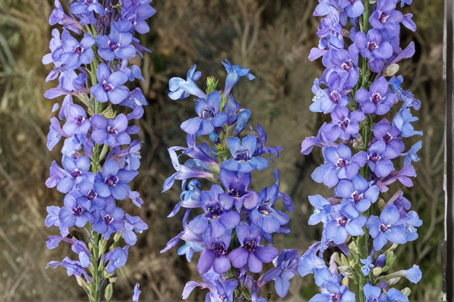 100 mg Penstemon acuminatus Seeds – Native Blue Penstemon Wildflower for Pollinator & Meadow Gardens