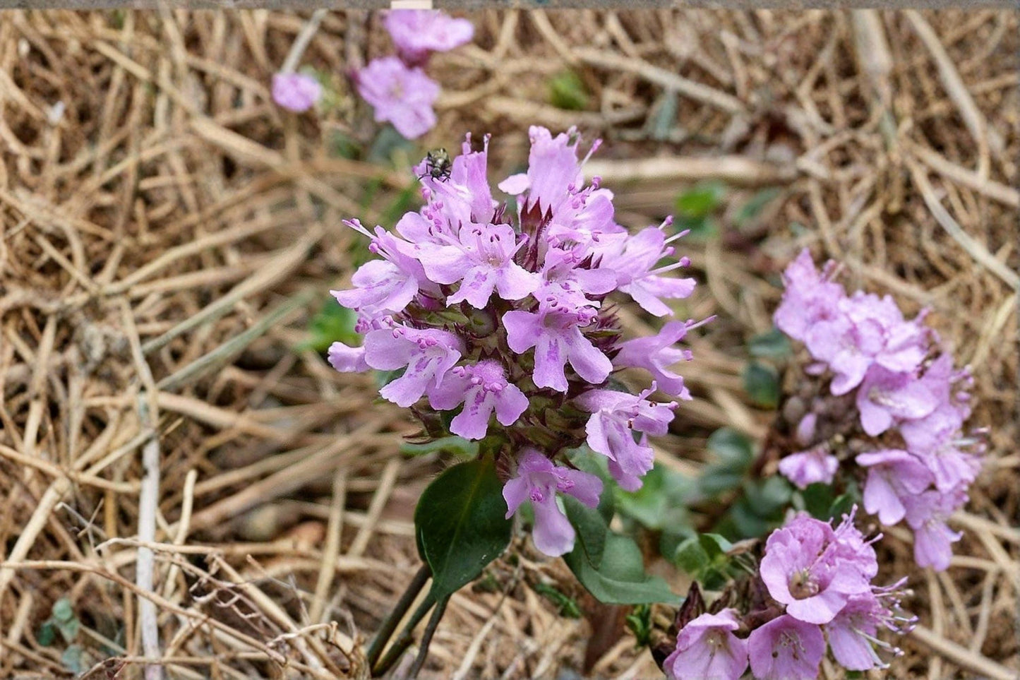 100 Wild Thyme Seeds – Thymus pulegioides – Broad Leaf Thyme – Perennial Herb – Groundcover
