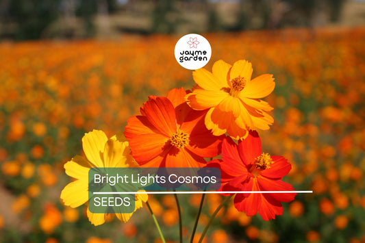 Bright Lights Cosmos Seeds - Non-GMO, Red/Orange/Yellow Blooms, Attracts Pollinators, Fast Growing, USDA Zones 2-10, Free Shipping