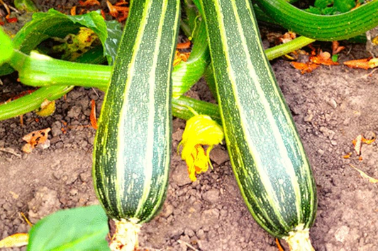 50 Cocozelle Zucchini Seeds - Heirloom Italian Summer Squash, Non-GMO, High-Yield, Tender & Flavorful, Easy to Grow, !