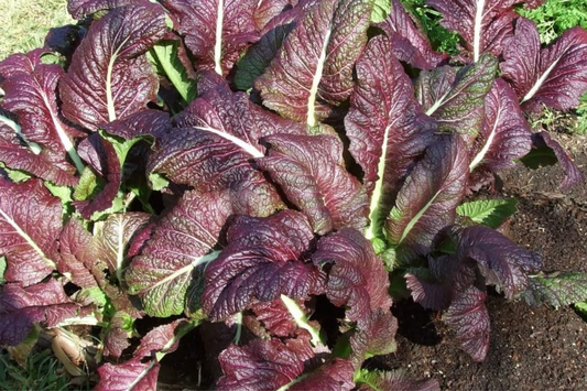 1,500 Red Giant Mustard Seeds - Non-GMO Heirloom, Brassica juncea, Spicy Greens, Microgreens or Full Grown, Easy to Grow, USA Seller!