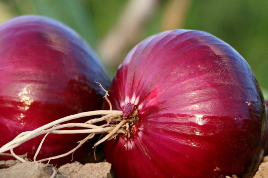 500 Red Creole Onion Seeds - Non-GMO Heirloom, Short-Day, Spicy Flavor, Great for Salsas & Cajun Dishes, Easy to Grow, !