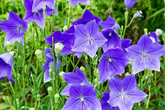 1,000 Balloon Flower Seeds (Platycodon grandiflorus) - Toraji, Chinese Bellflower, Non-GMO, Perennial, Easy to Grow, !