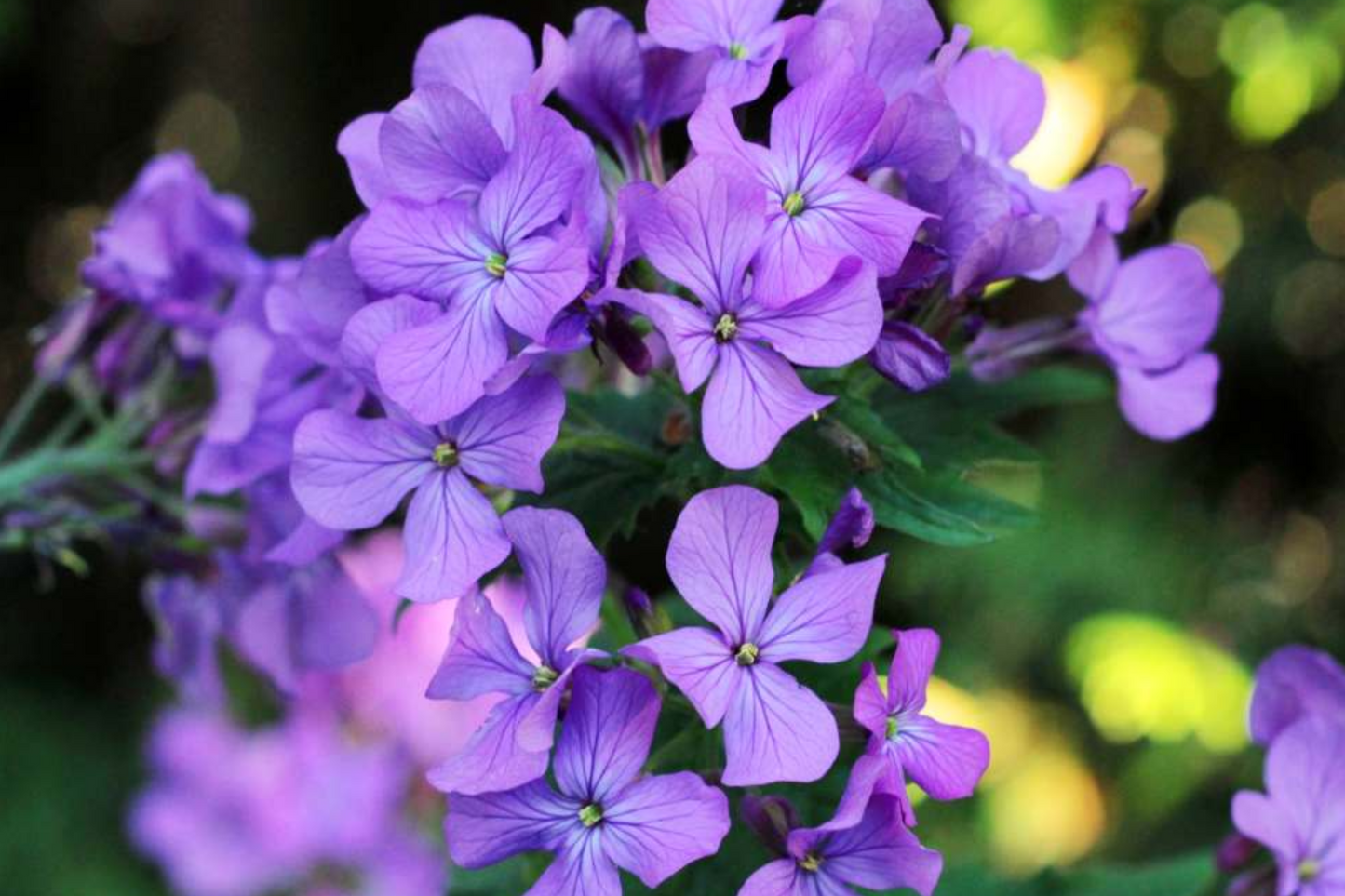 75 Money Plant Seeds (Lunaria annua) - Honesty Flower, Silver Dollar Plant, Easy to Grow, Unique Seedpods, !