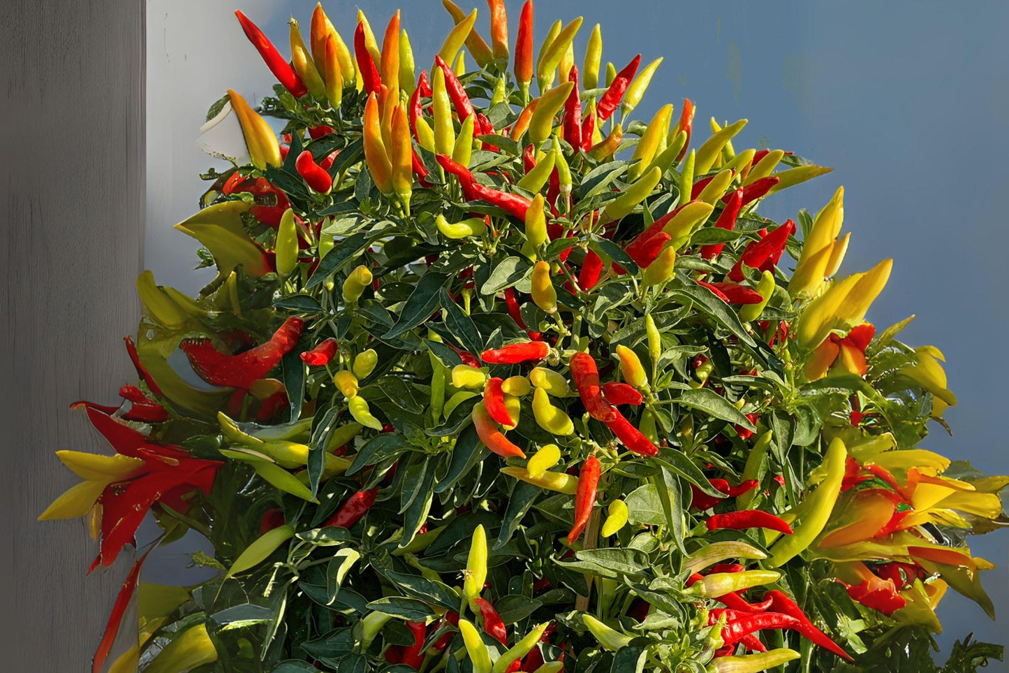 Tabasco Hot Pepper Seeds | Heirloom Chili, Capsicum Annuum (250 mg)