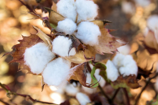 50 Brown Cotton Seeds - Heirloom Gossypium, Non-GMO, USA Seller