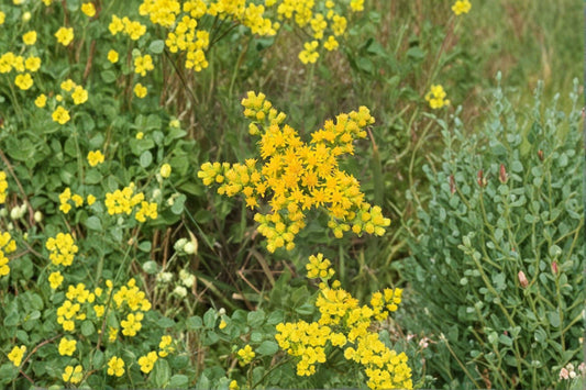 100 Stiff Goldenrod Seeds – Solidago rigida – Native Prairie Wildflower – Pollinator Plant