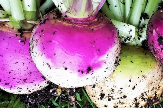 1000 American Purple Top Rutabaga Seeds - Heirloom, Non-GMO, Cold-Hardy Root Vegetable