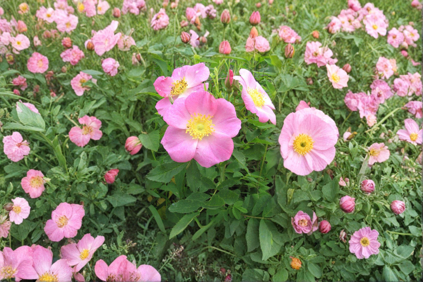 10 Pasture Rose Seeds – Rosa carolina – Native Wild Rose – Pink Flower Shrub