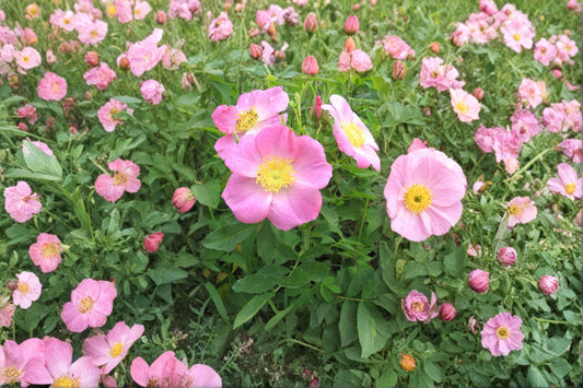 10 Pasture Rose Seeds – Rosa carolina – Native Wild Rose – Pink Flower Shrub