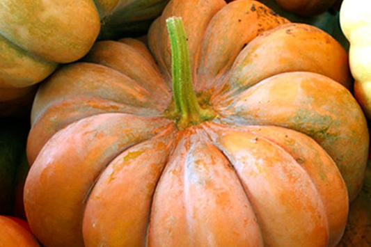 15 Fairytale Pumpkin Seeds - Heirloom Non-GMO | Sweet & Rich Flavor | Deep Ribbing | 15 lb Pumpkins | USA Seller |