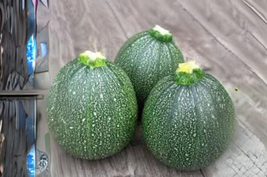 1g Seeds Summer Squash Round Zucchini | Heirloom Vegetable | Compact Bush Variety for Garden & Cooking