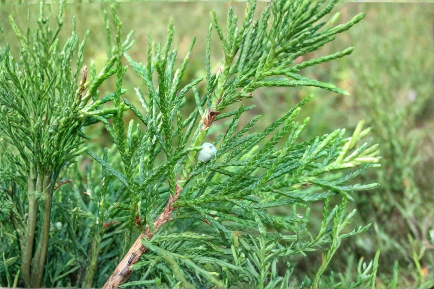 25 Eastern Red Cedar Seeds – Juniperus virginiana – Native Evergreen Tree – Bonsai Seeds
