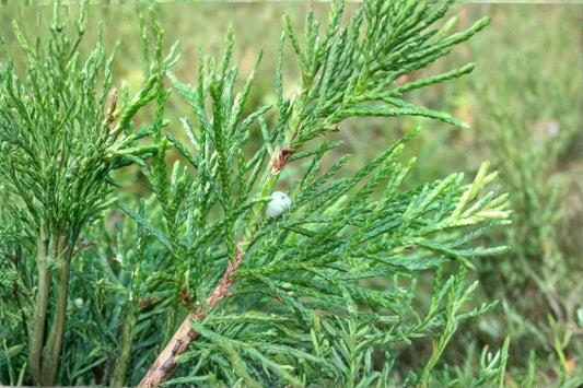 25 Eastern Red Cedar Seeds – Juniperus virginiana – Native Evergreen Tree – Bonsai Seeds