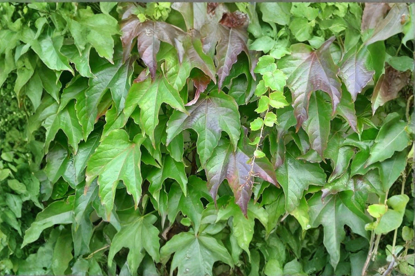 10 Boston Ivy Seeds – Parthenocissus tricuspidata – Climbing Vine for Walls
