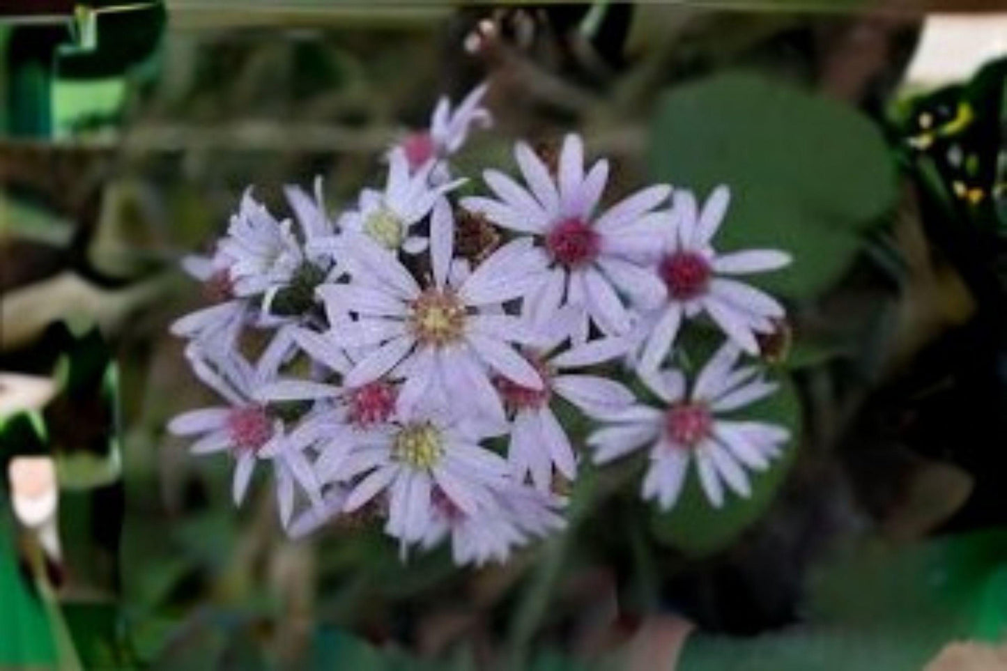 500 Seeds for Planting Heart-leaved Aster – Native Wildflower, Pollinator Friendly, Perennial for Garden & Meadow