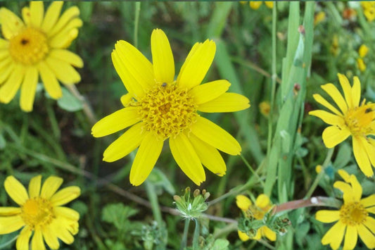 100 Seeds Arnica chamissonis — Meadow Arnica, Native Perennial for Meadows & Pollinator Gardens
